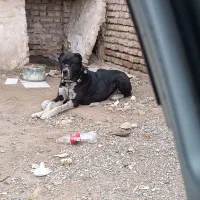 سگ اصل خراسانی