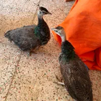 جوجه طاووس|پرنده|شیراز, گویم|دیوار