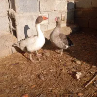 فروش یک جفت غاز