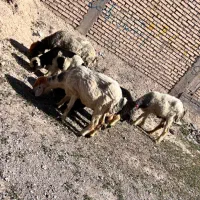 میش بره