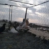 گرفتنی|پرنده|نیشابور, دربقاضی|دیوار