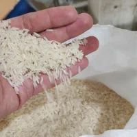 فروش عمده و خرده انواع برنج ایرانی از شالیکوبی|خوردنی و آشامیدنی|بابکان, |دیوار