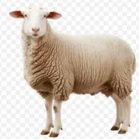 قصاب در محل گرمدره شهر قدس .کلاک .کرج .جهانما