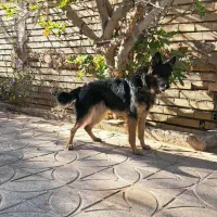 فروش ژرمن مو کلاسیک نر +هدیه ،توضیحات کامل