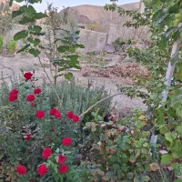 بهترین پیشنهاد