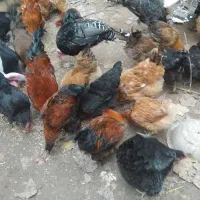 فروش مرغ وبوقلیمون|حیوانات مزرعه|پیربازار, |دیوار