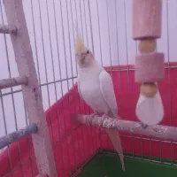 عروس هلندی ماده