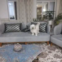 سگ شیتزو|سگ|اصفهان, گرکان|دیوار