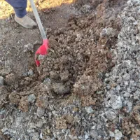 فروش کود مرغی گوسفندی وگاوی|خدمات باغبانی و درختکاری|تاکستان, |دیوار