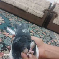 کله ای|پرنده|جیرفت, |دیوار