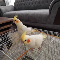 دو عدد عروس هلندی سرلاکی دستی