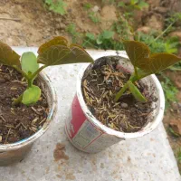 نشای آماده لوبیای غول پیکر