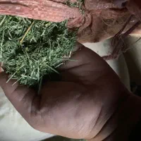 یونجه تمیز چین سوم و چهارم