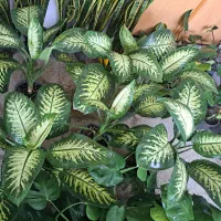 فروش خانگی انواع گل