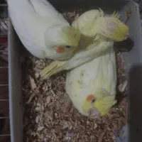 جوجه عروس هلندی