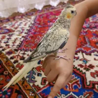 عروس هلندی مینیاتوری نر|پرنده|تبریز, |دیوار