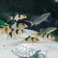 ماهی ردلاین|ماهی|اهواز, پادادشهر|دیوار