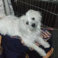 واگذار سگ آپارتمانی پودر کراس