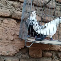 چند عدد کبوتر زیبا|پرنده|سبزوار, جوادیه شرقی|دیوار