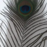 پر طاووس