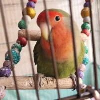 طوطی برزیلی