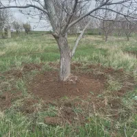 تمام کارهای باغبانی هرس درختان کود دهی