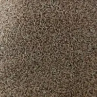 گندم پیشگام|خوردنی و آشامیدنی|پاسارگاد, |دیوار