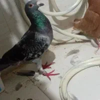 سبز پلاکی زرهی