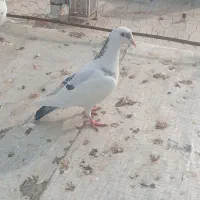 کبوتر  فروشی غریب گیری قیمت مقطوع|پرنده|هشتگرد, شهرک راه آهن|دیوار