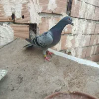 کبوتر دوجفت دورگ و تکپر