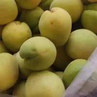 زردالوی تازه چیده شده باغ.تو واوان هستیم|خوردنی و آشامیدنی|اسلام‌شهر, |دیوار