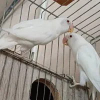 کوتوله آلبینو(مولد)