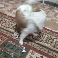 سگ فروشی