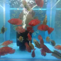 سالن پرورش ماهی|ماهی|فردیس, ثابتی|دیوار