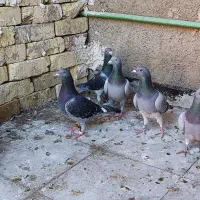 کفتر پلاکی|پرنده|شیراز, کوشک میدان|دیوار