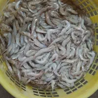 میگ سرتیز