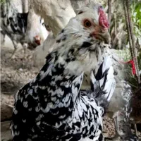 مرغ گلین با جوجه|حیوانات مزرعه|قم, سراجه (۱۵ خرداد)|دیوار