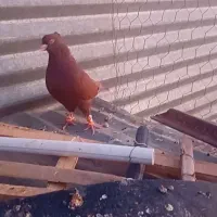 مدادرنگی خط کش پرگار کبوتری