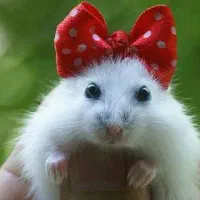 همستر کمپل مینیاتوری خاص چشم قرمز