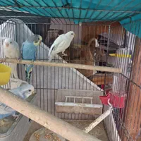 تعدادی مرغ عشق دونه ای 110