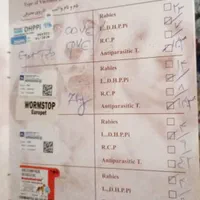 سگ پیت بول|سگ|تهران, کیانشهر|دیوار