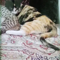 واگذاری گربه ماده مادر حامله dsh