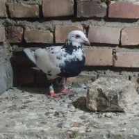 کبوتر المانی|پرنده|گنبد کاووس, |دیوار