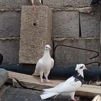 تعدادی کفتر طوقی وهومر وپلاکی هرکدام ۳۰۰