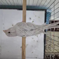 قناری سیلور نر|پرنده|قرچک, زیبا شهر|دیوار