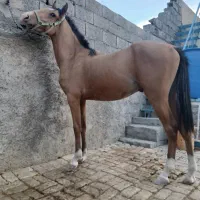 اسب ۲ ساله|اسب و تجهیزات اسبسواری|اصفهان, قهاب جنوبی|دیوار