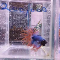 فروش فایتر های وارداتی تاپ گرید