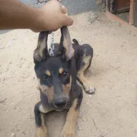 توله دوبرمن