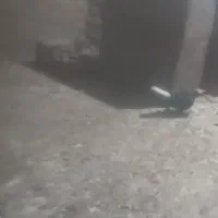 نوچه نر زاغ دمسفید پریا ملقی