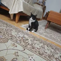 گربه نر تاکسیدو نو جوان واگذاری رایگان